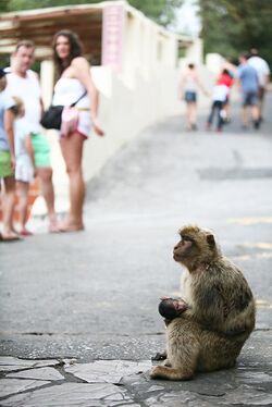 Barbary macaque and tourists.jpg