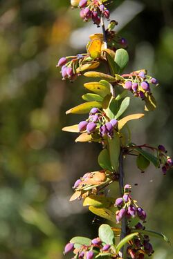 Berberis holstii mtkenya fruits.jpg