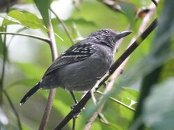 Black-crowned Antshrike (40880837972).jpg