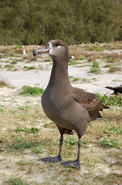 File:Black footed albatross1.jpg