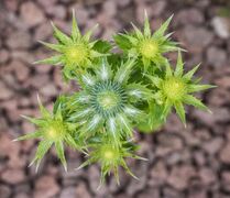 Bloemknoppen van Eryngium giganteum 'Miss Willmott's Ghost' 04-06-2019. (d.j.b). 04.jpg