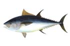 Bluefin-big.jpg