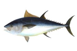 Illustration of adult bluefin tuna
