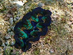 Boring giant clam.jpg