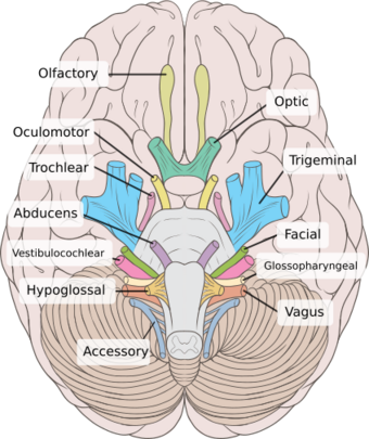 Brain human normal inferior view with labels en-2.svg