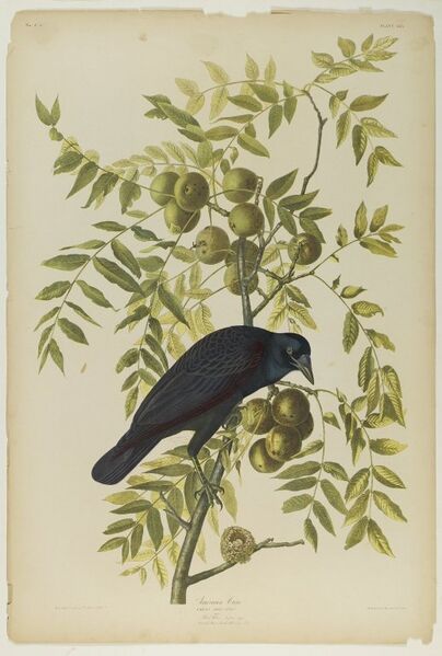 File:Brooklyn Museum - American Crow - John J. Audubon.jpg