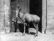 Bubalhartebeest-londonzoo.jpg