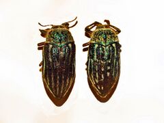 Buprestidae - Julodis onopordi.JPG