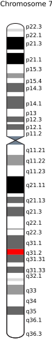 File:CFTR gene on chromosome 7.svg