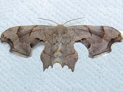 Calledapteryx dryopterata – Brown Scoopwing Moth.jpg