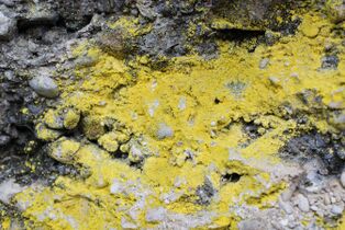 powdery yellow growth on a rock