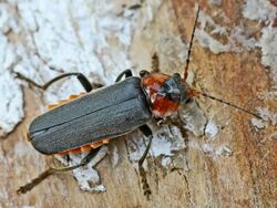 Cantharis fusca (2006-05-29).jpg