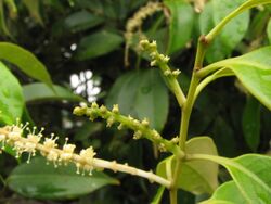 Castanopsis sieboldii flower female.jpg