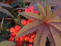 Castor Oil Plant - Flickr - treegrow.jpg