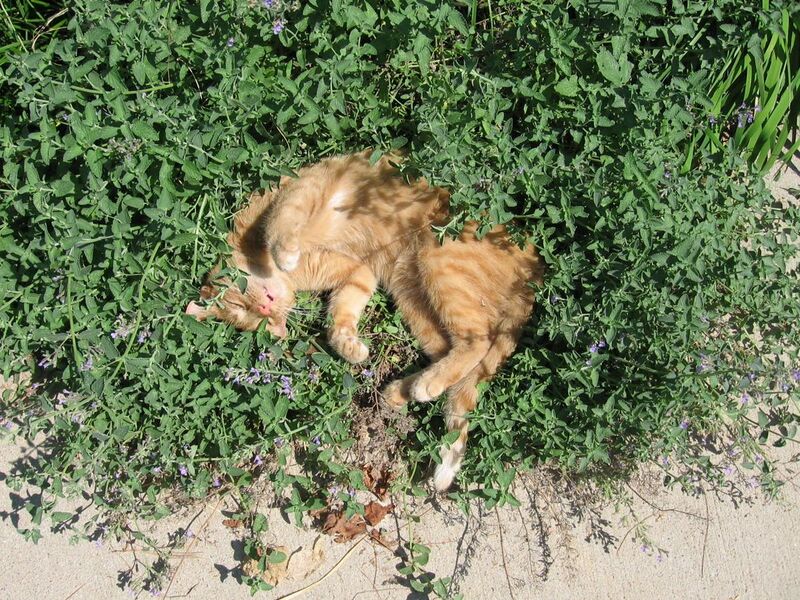 File:Cat sleeping in catmint-16July2007.jpg