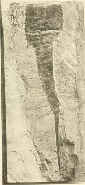 File:Ceratiocaridæ from the upper Devonian measures in Warren County (1884) (20579579132).jpg