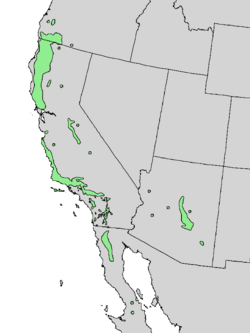Cercocarpus betuloides range map 3.png