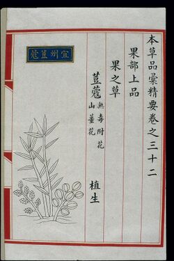 Chinese Materia Medica illustration, Ming; Cardamom of Yizhou Wellcome L0039306.jpg