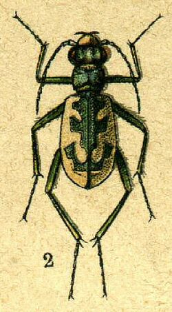 Cicindela elegans from Jacobson.jpg