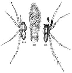 Common Spiders U.S. 205-7.png
