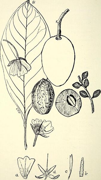 File:Comprehensive catalogue of Queensland plants, both indigenous and naturalised. To which are added, where known, the aboriginal and other vernacular names; with numerous illustrations, and copious (14779616371).jpg