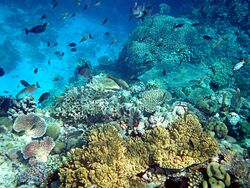 underwater view of fish swimming around diverse corals.