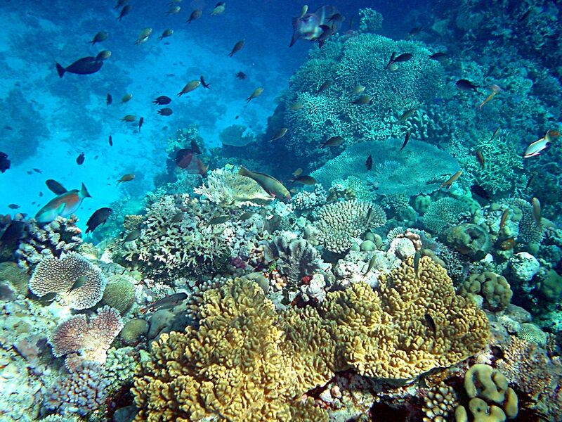 File:Coral reefs in papua new guinea.JPG