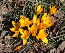 Crocus flavus 2019 G1.jpg