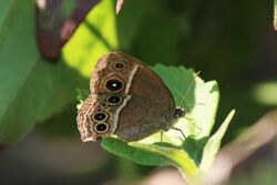 Dark-branded bushbrown (Mycalesis mineus macromalayana) I.jpg