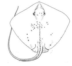 Line drawing of a stingray from above