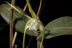 Dendrobium tetragonum fma. album A.Cunn. ex Lindl., Edwards's Bot. Reg. 25(Misc.)- 33 (1839) (sib. ‘Matsushima’ CHM-JOGA x ‘MJ’s’ SM-JOGA) (24710894187).jpg