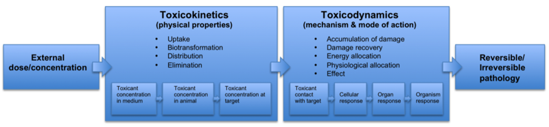 File:Diagram showing the conceptual pathway of toxicokinetics and toxicodynamics.png