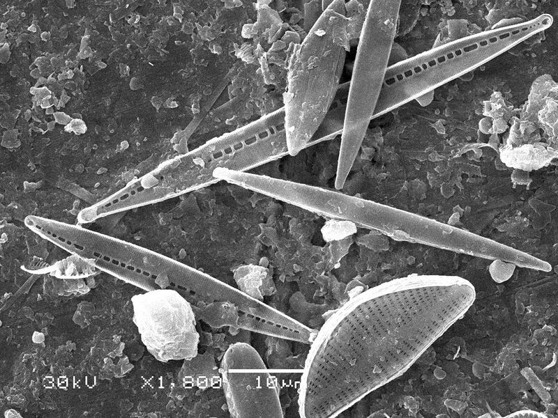 File:Diatom algae (Bacillariophyta).jpg