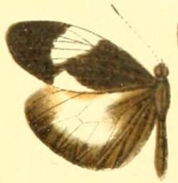 Dismorphia lysis male.JPG