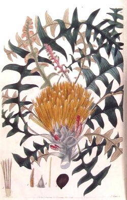 Dryandra nervosa from Flora Australasica.jpg