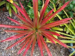 Dyckia Red2 USF Asit.jpg