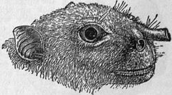 A scientific illustration of a megabat face in profile with prominent nostrils. Each nostril is a distinct tube projecting away from the face at a right angle.