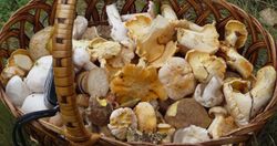 Edible fungi in basket 2009 G1 (cropped).jpg