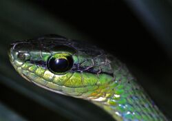 Emerald Snake (Hapsidophrys smaragdina) (7644958824).jpg