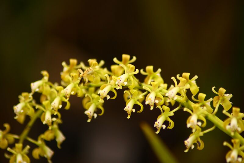 File:Epidendrum cylindrostachys - Curso de Orquídeas (3508624392).jpg