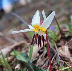 Erythronium caucasicum Woronow.JPG