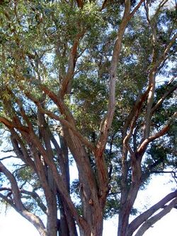 Eucalyptus acmenoides Eastwood.JPG