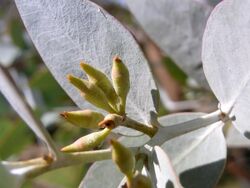 Eucalyptus gillii buds.JPG