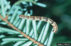 Eupithecia lariciata larva.jpg