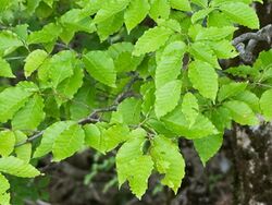 Fagus japonica 03 cropped.jpg