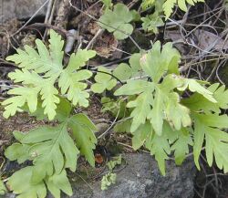 Fern frond lobed.jpg