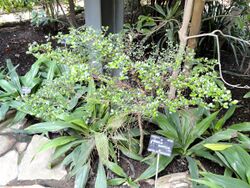 Fernelia buxifolia - Jardin Botanique de Lyon - DSC05345.JPG