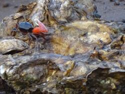 Fiddler Crab on barnacle.jpg