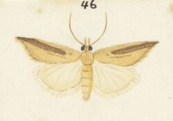 Fig 46 MA I437623 TePapa Plate-XXIV-The-butterflies full (cropped).jpg