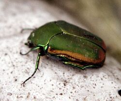 Figeater beetle.jpg